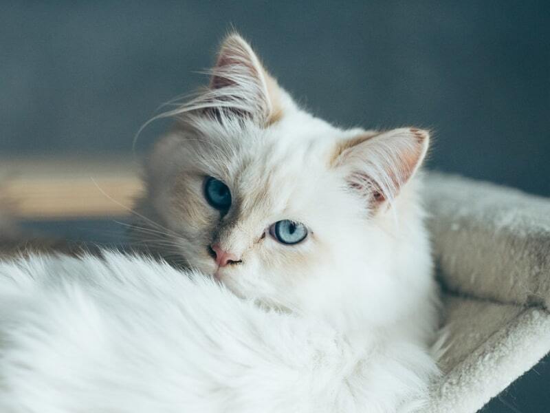 How to introduce a new cat to your cats at home