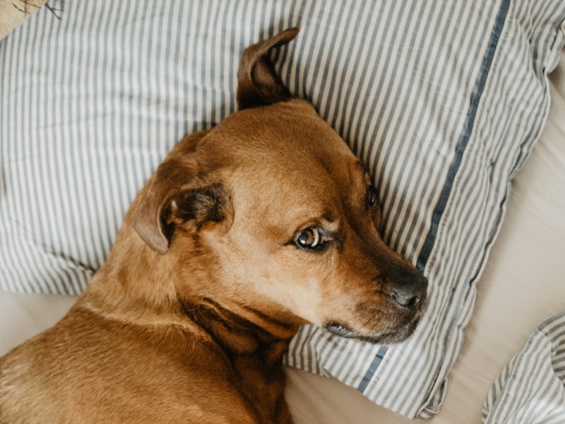 A photo of a brown dog who is laying underneath the bed covers