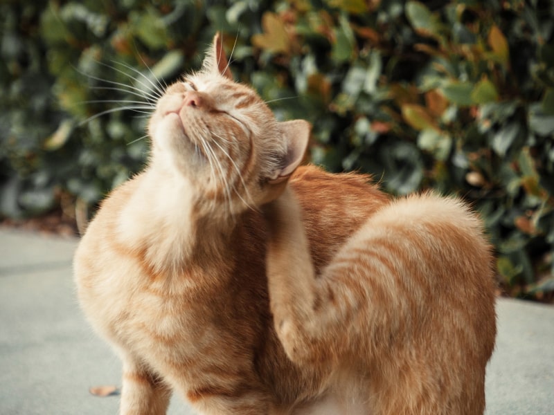 A photo of an orange cat who is sitting outside and scratching their ear