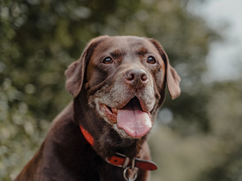 A photo of a brown Labrador Retriever who is panting with their mouth open in front of trees