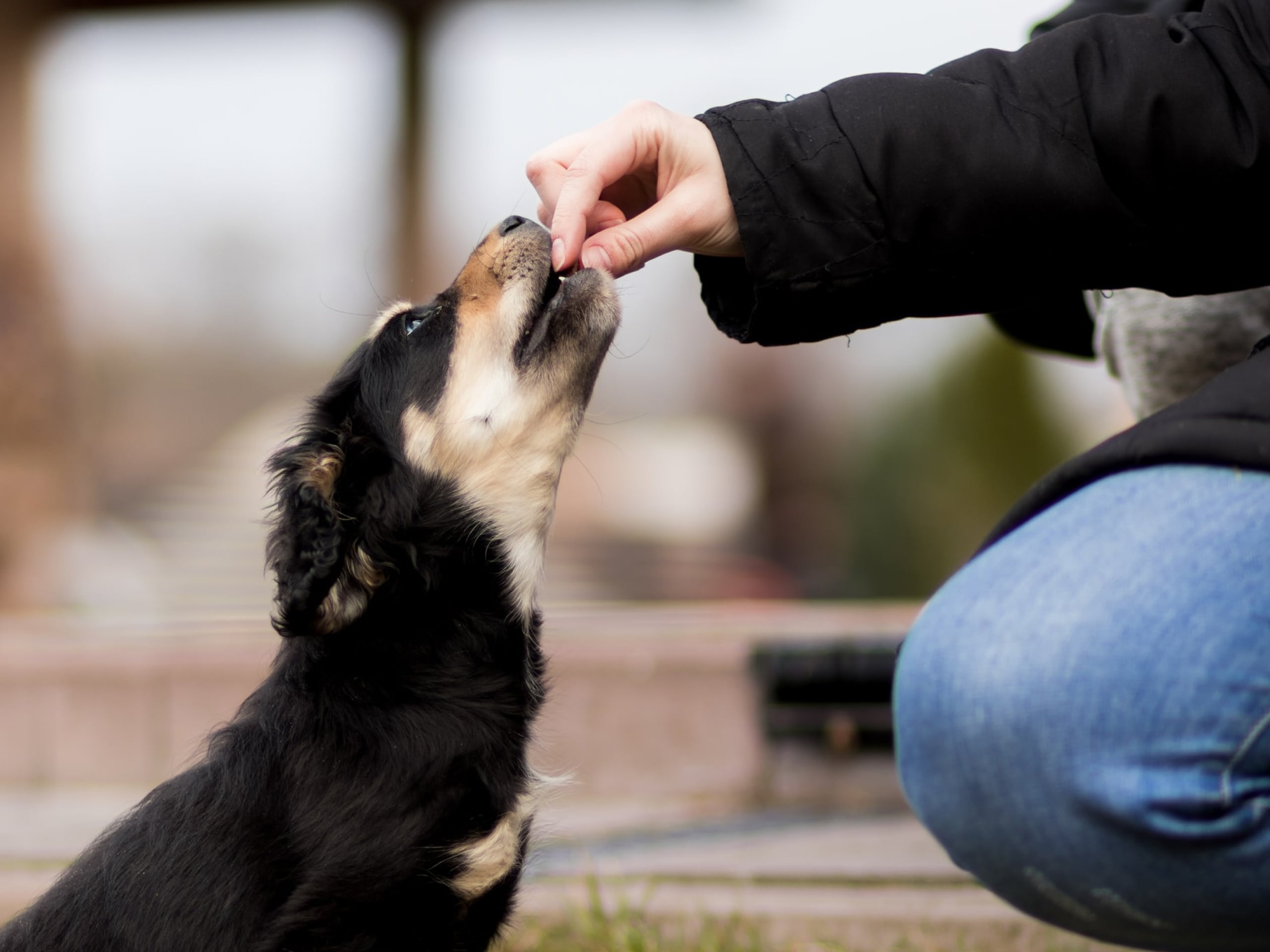 What does it mean when a dog won’t eat?