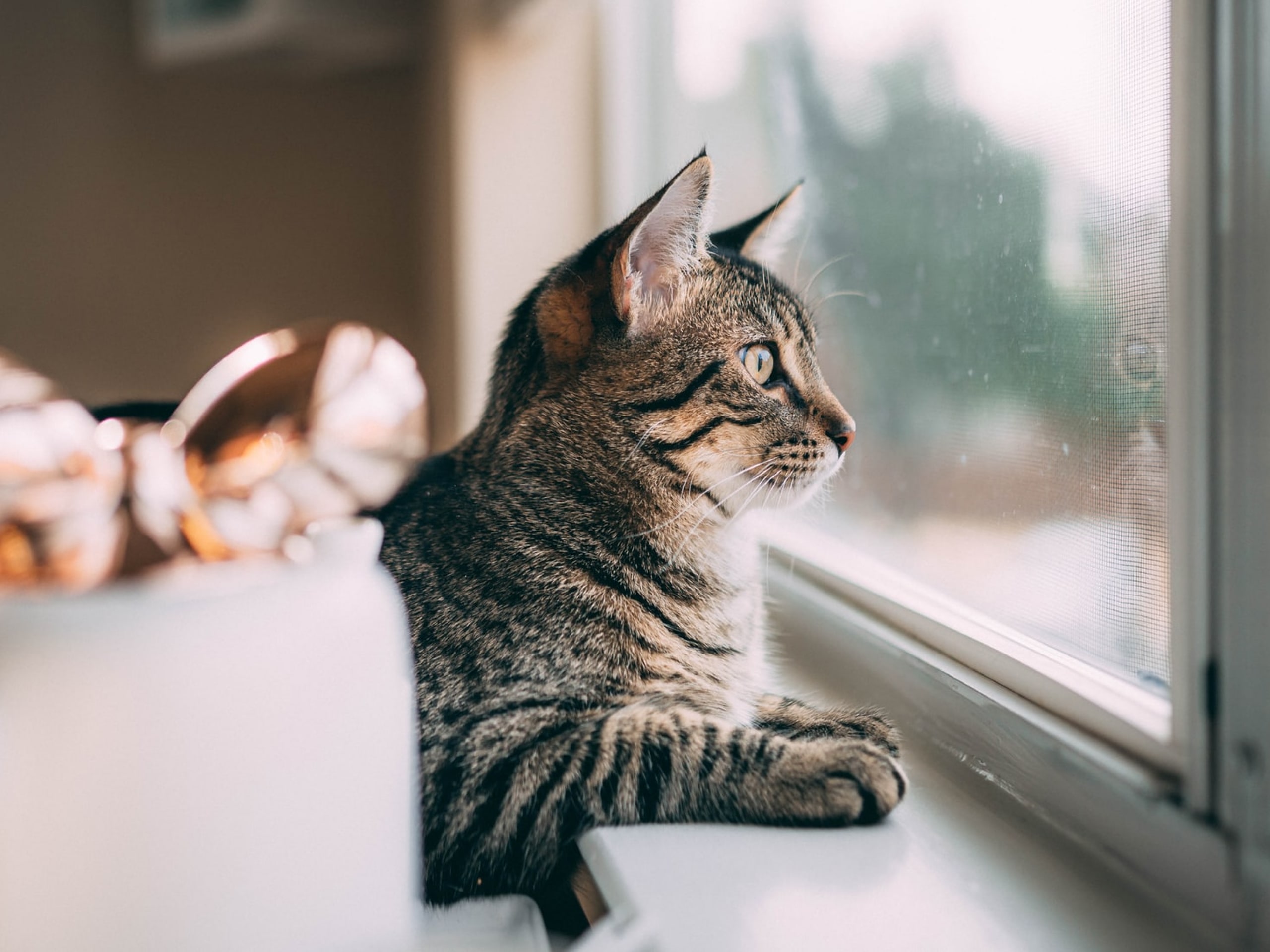 Can cats get COVID19?