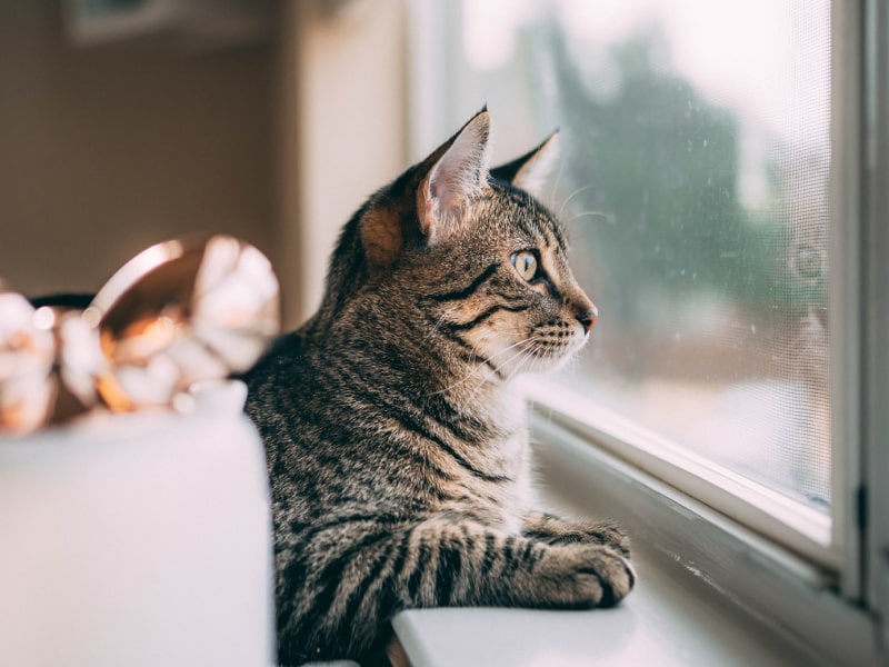 Can cats get COVID19?