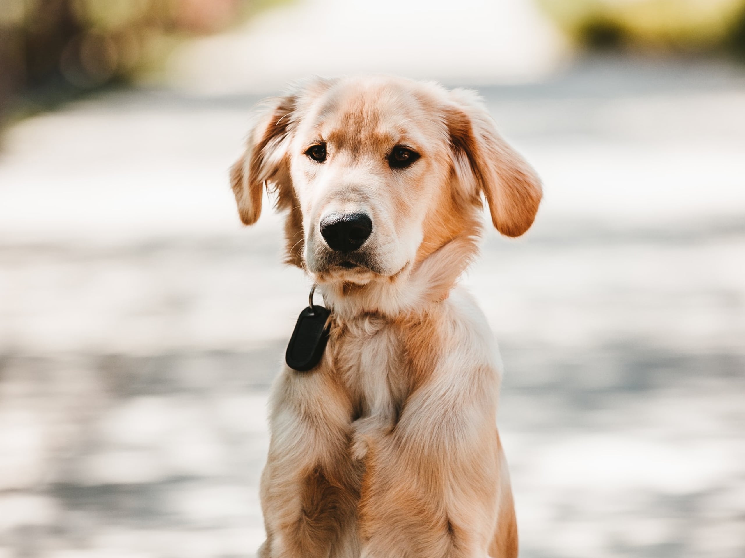 A photo of a golden retriever with a clicker on their collar