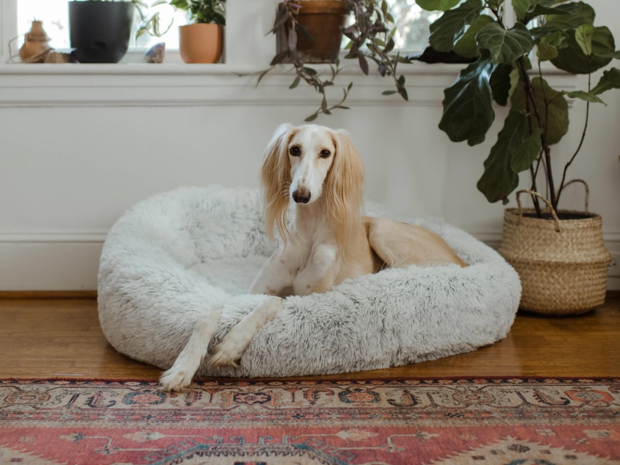 Photo of a dog laying on a dog bed