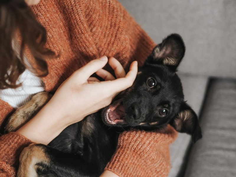 A photo of a black puppy with their mouth open laying in someone’s arms