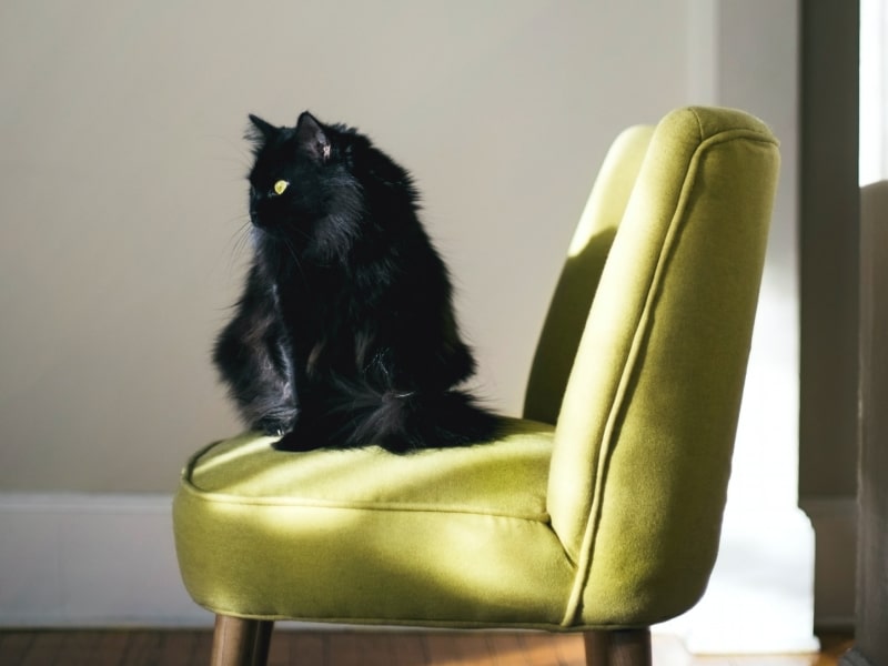 A photo of a black cat who is sitting on a green chair