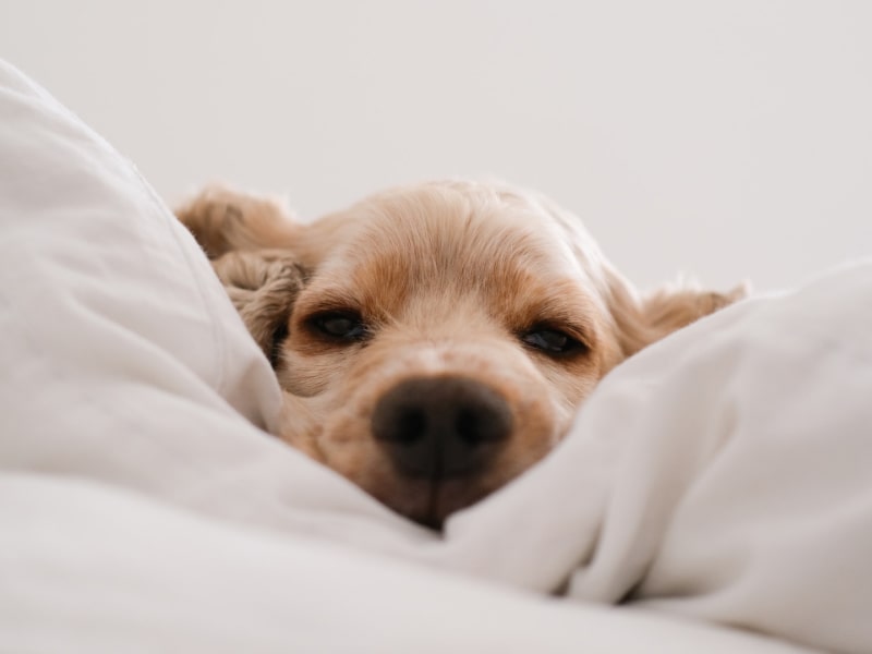 A photo of a golden colored puppy who is laying on a white blanket