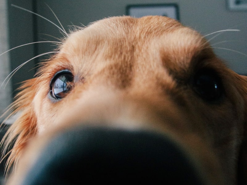 Why are my dog’s eyes red?