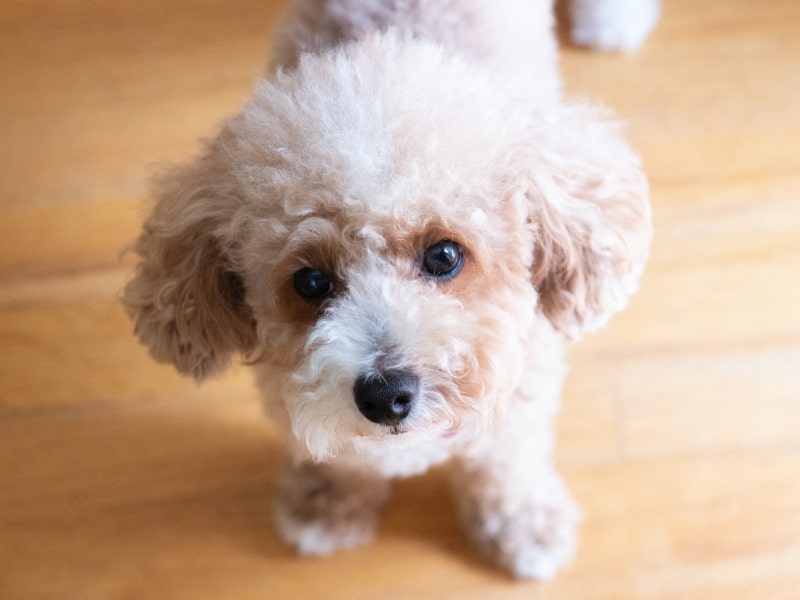 A photo of a white poodle looking up at the camera