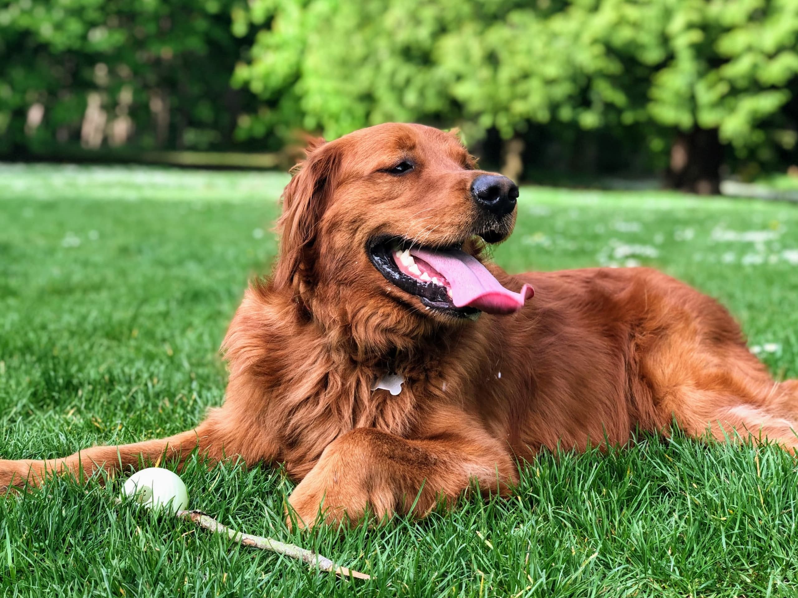 What's normal when it comes to dog panting?