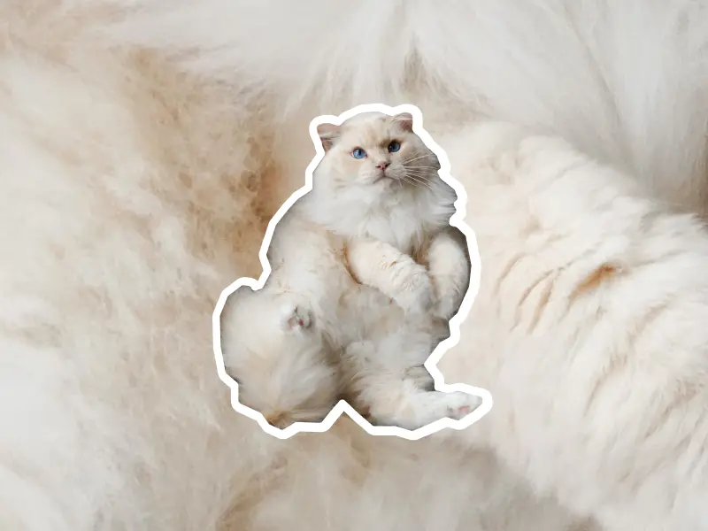 A fluffy Cymric cat laying on their back