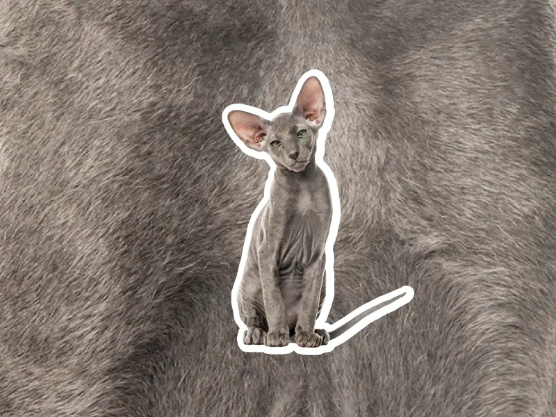 A photo of a Peterbald cat who has gray fur