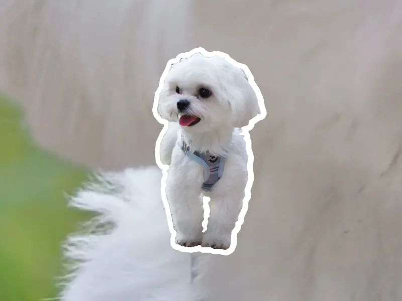 A photo collage of a white Maltese