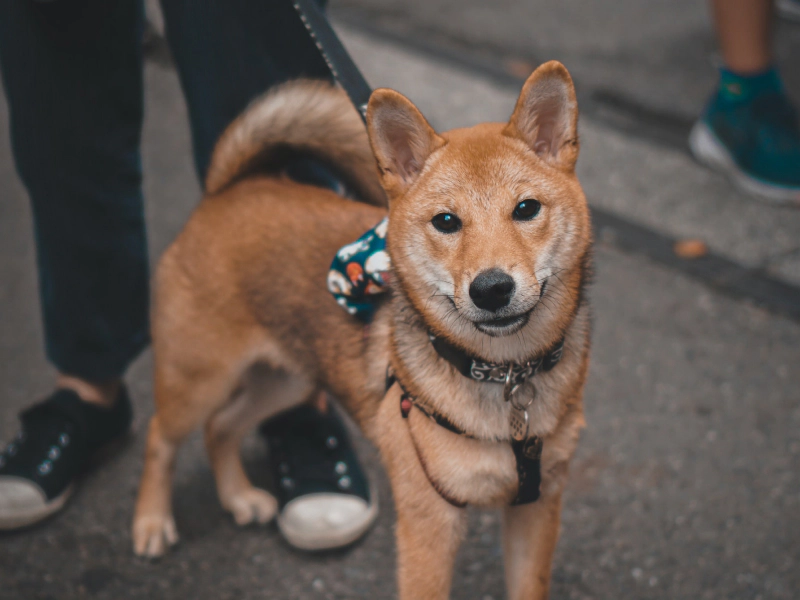 A photo of a Shiba Inu who is looking up