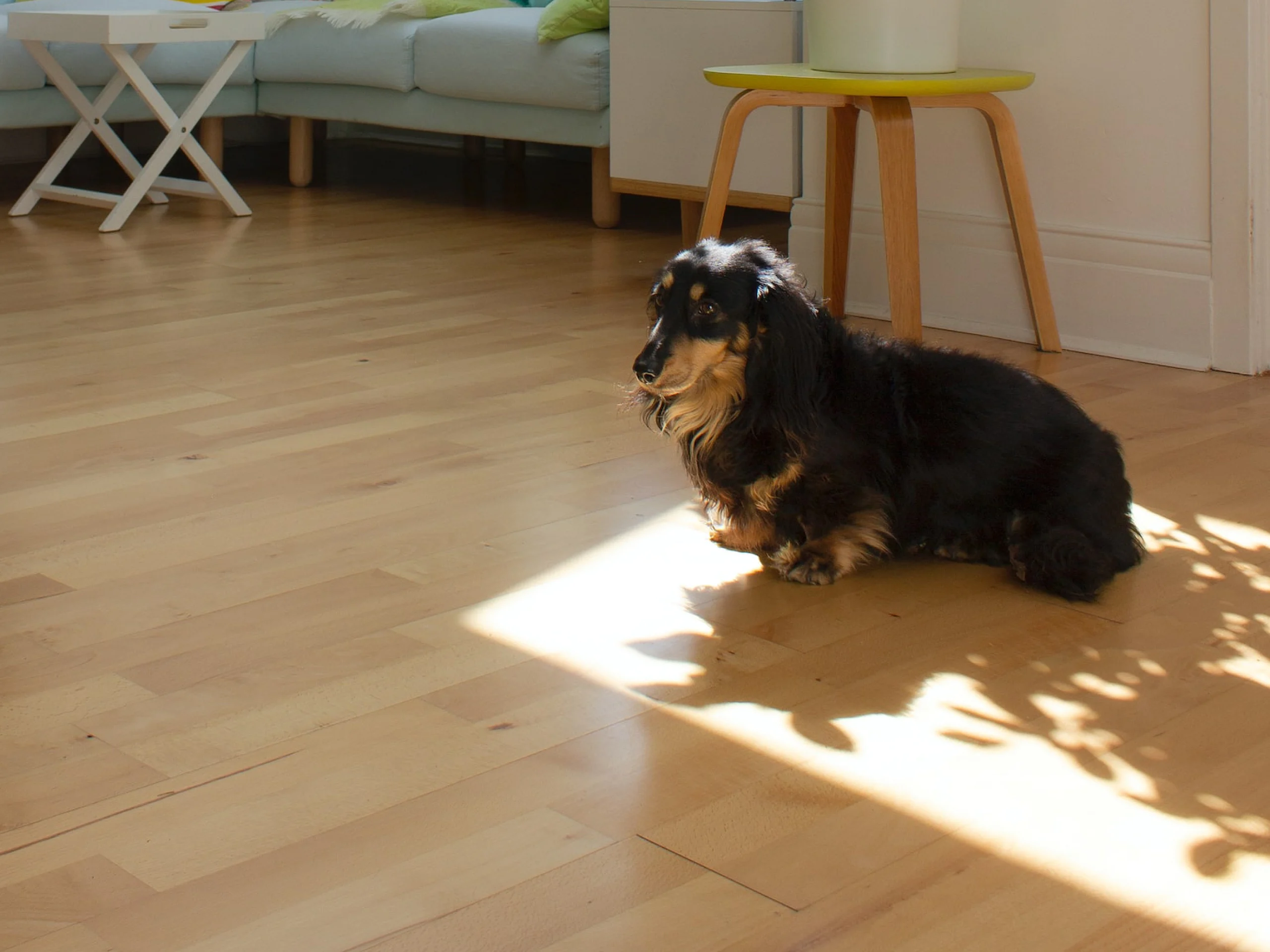 Does Garlic Prevent Heartworms In Dogs