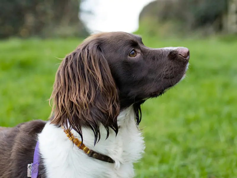 A photo of a brown and white colored dog who is standing in the grass