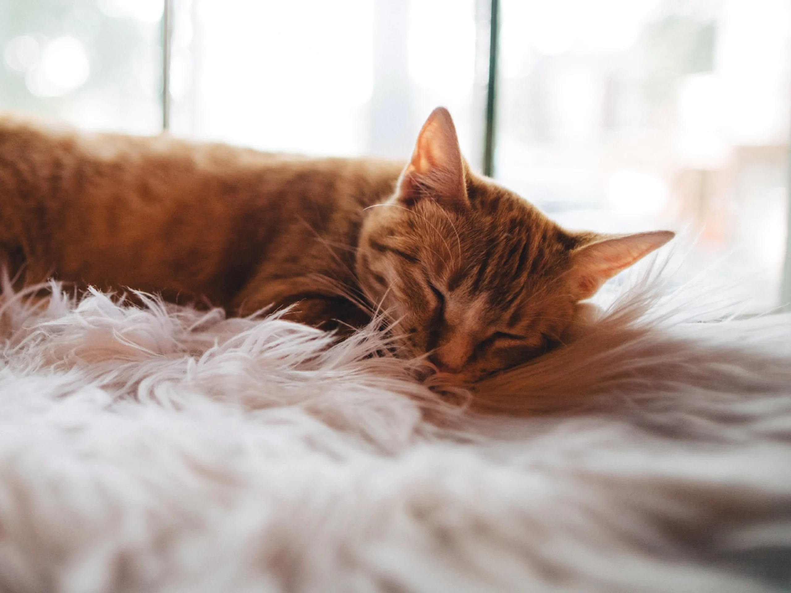 A photo of an orange cat who is laying on a white blanket