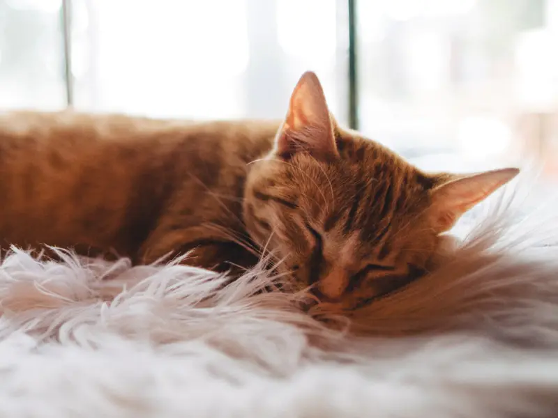 A photo of an orange cat who is laying on a white blanket