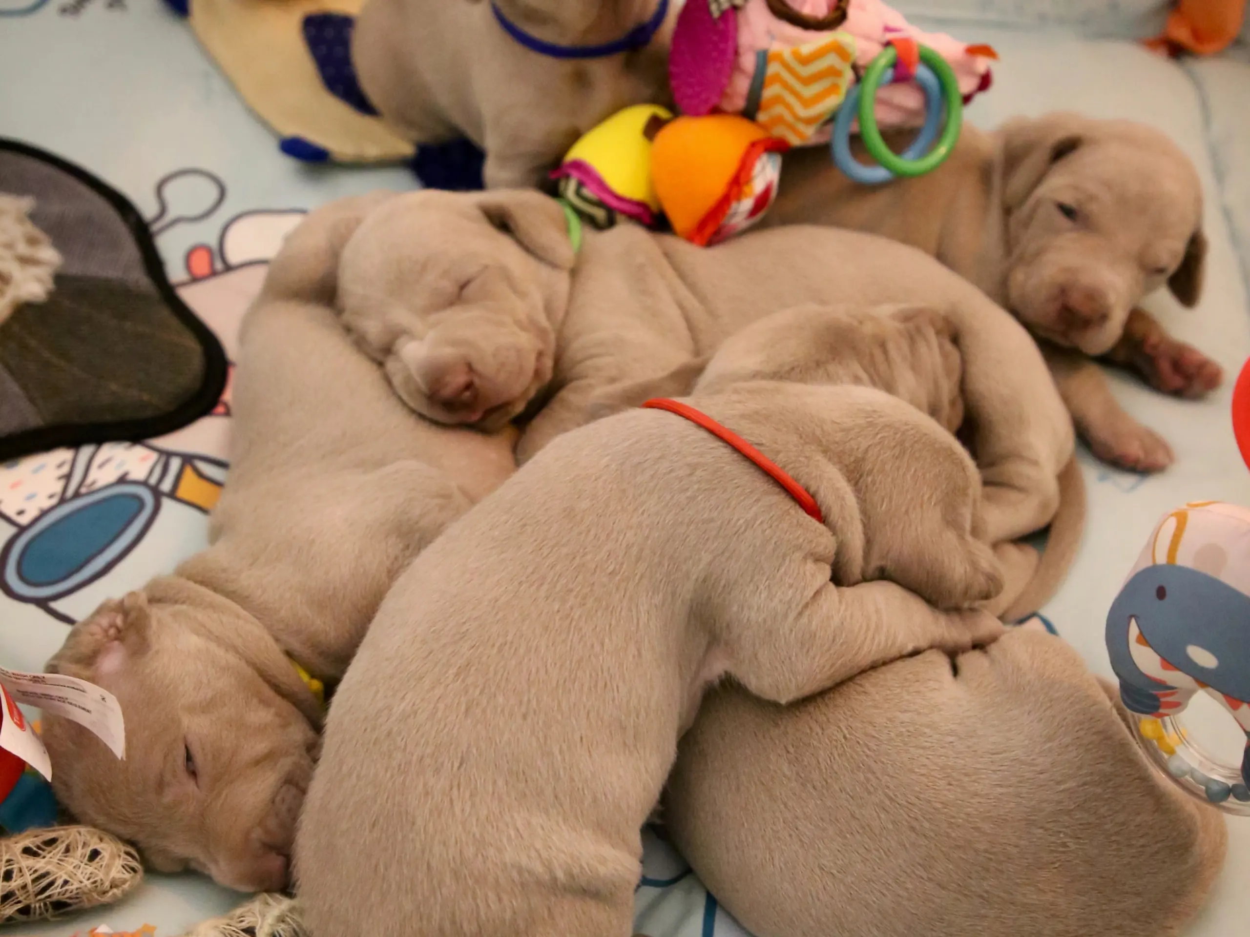 How To Treat Mastitis At Home For Dogs