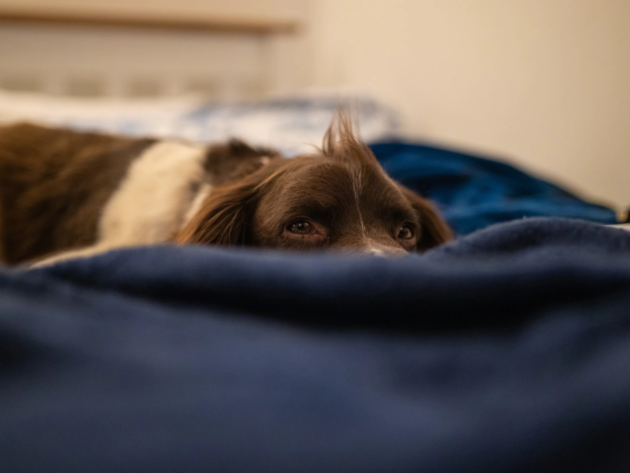 A photo of a brown and white dog who is laying on a blue blanket