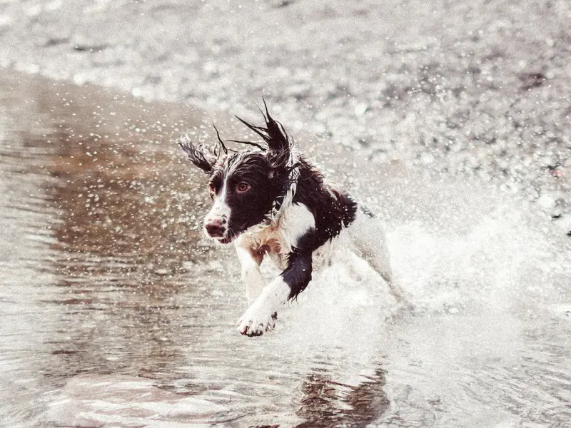 A photo of a dog who is running through the water