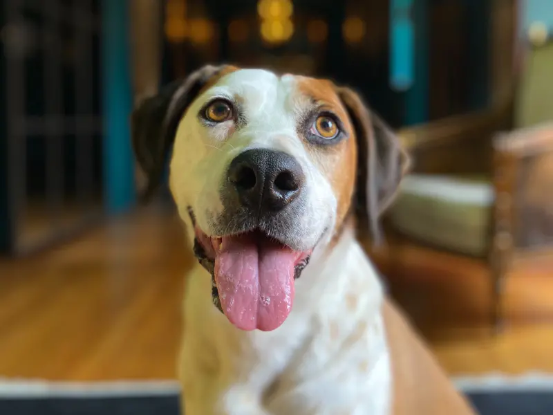 A photo of a dog looking into the camera with their tongue out