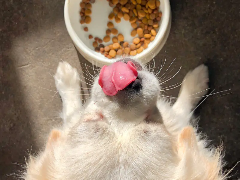 A photo of a dog who is licking their mouth over their food bowl