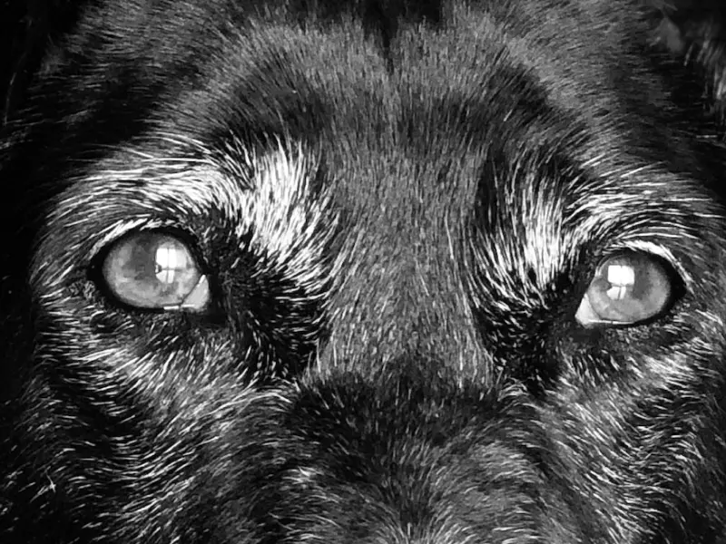 A black and white photo of a dogs eyes