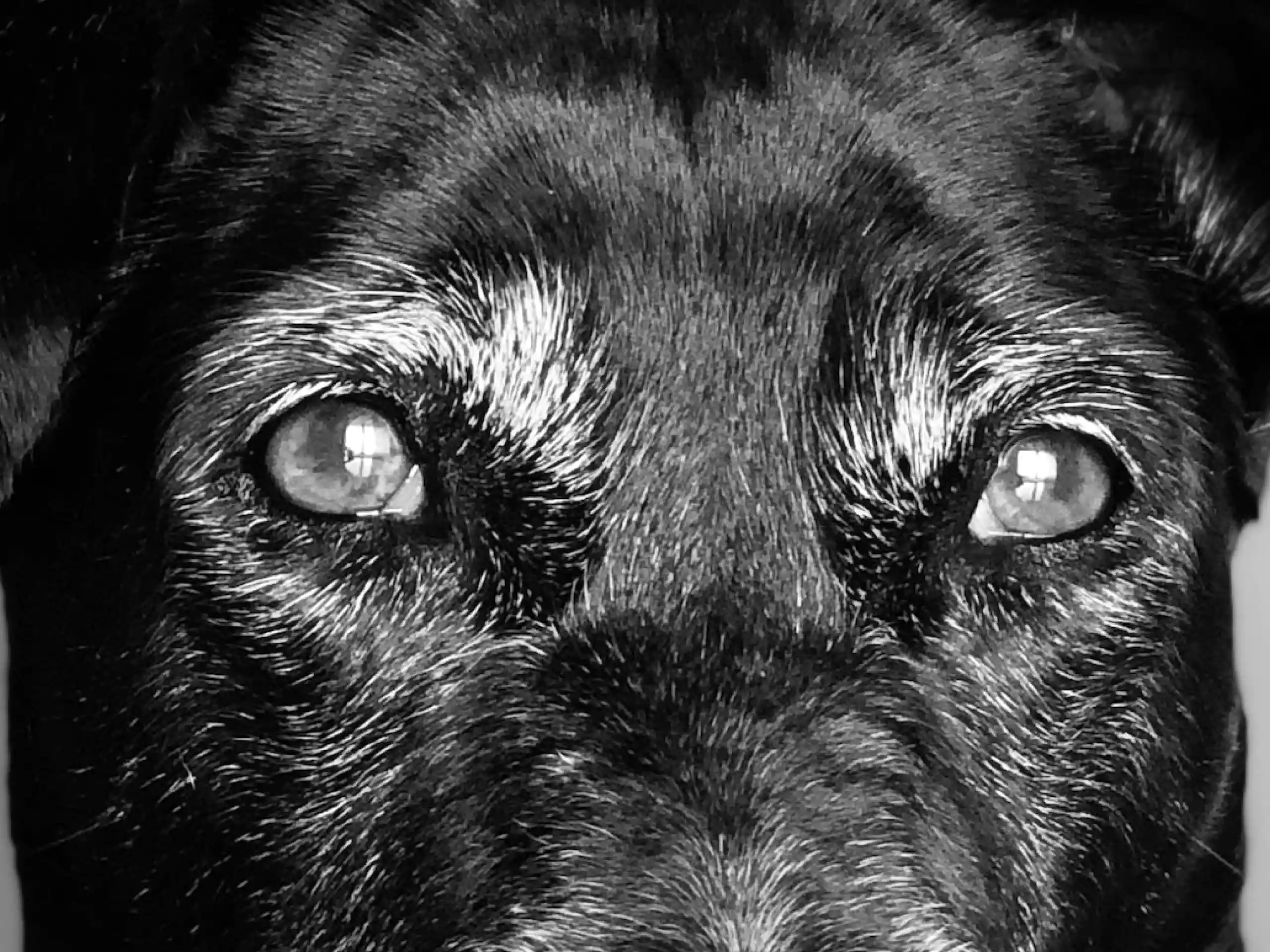 A black and white photo of a dogs eyes