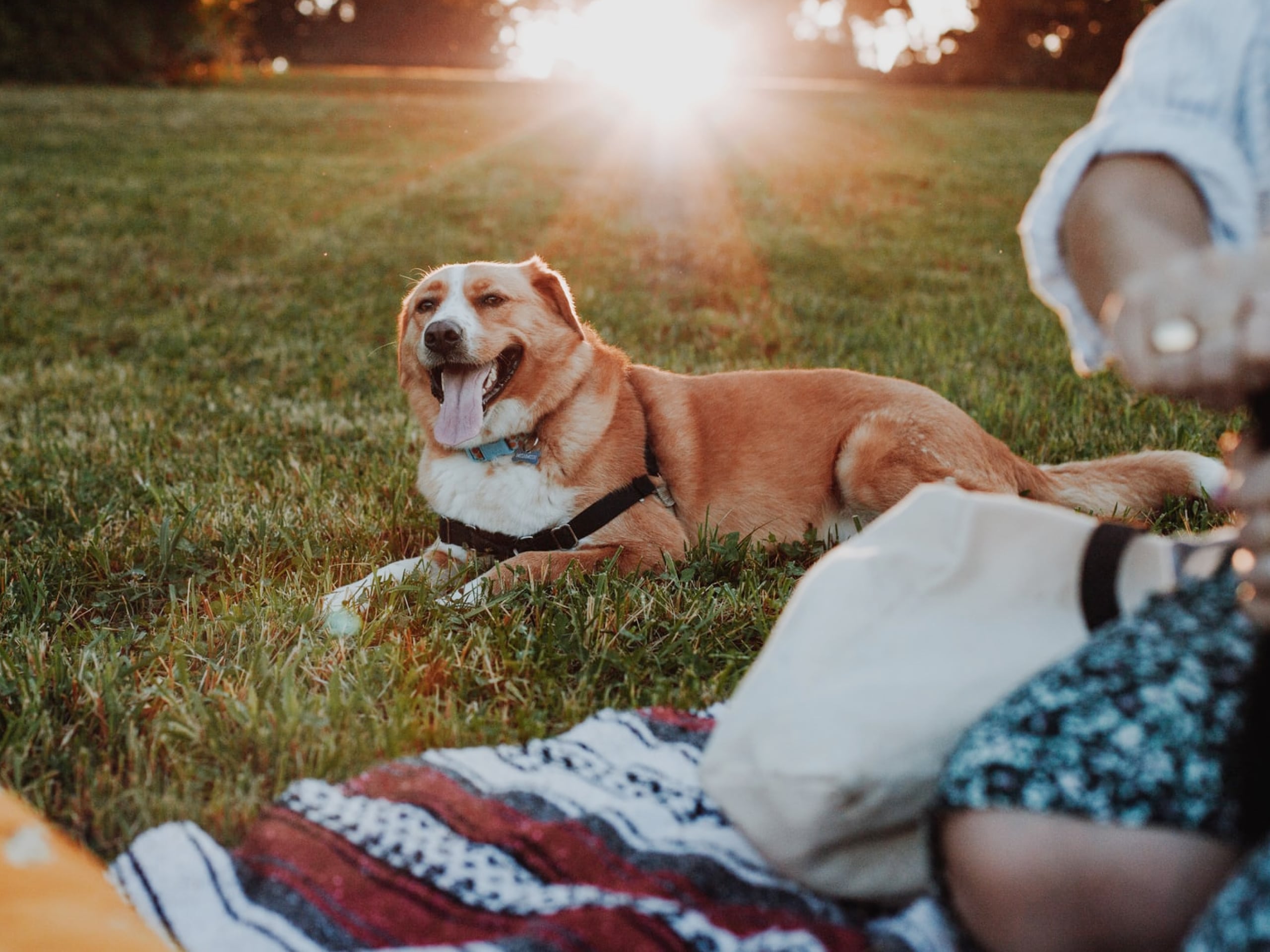 A photo of a dog who is sitting on the grass