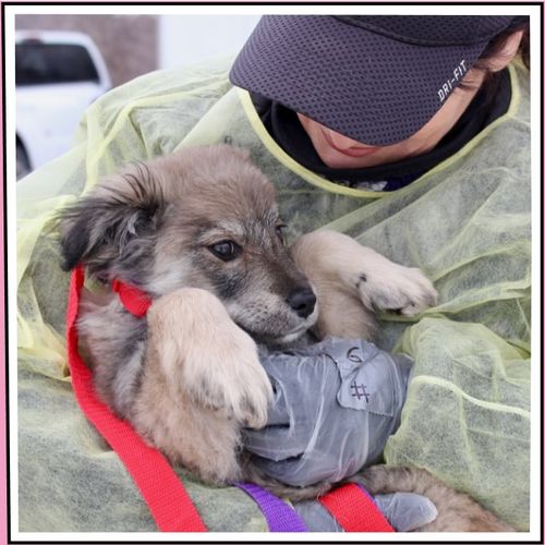 Pet Insurance Reviews Fetch Pet Insurance