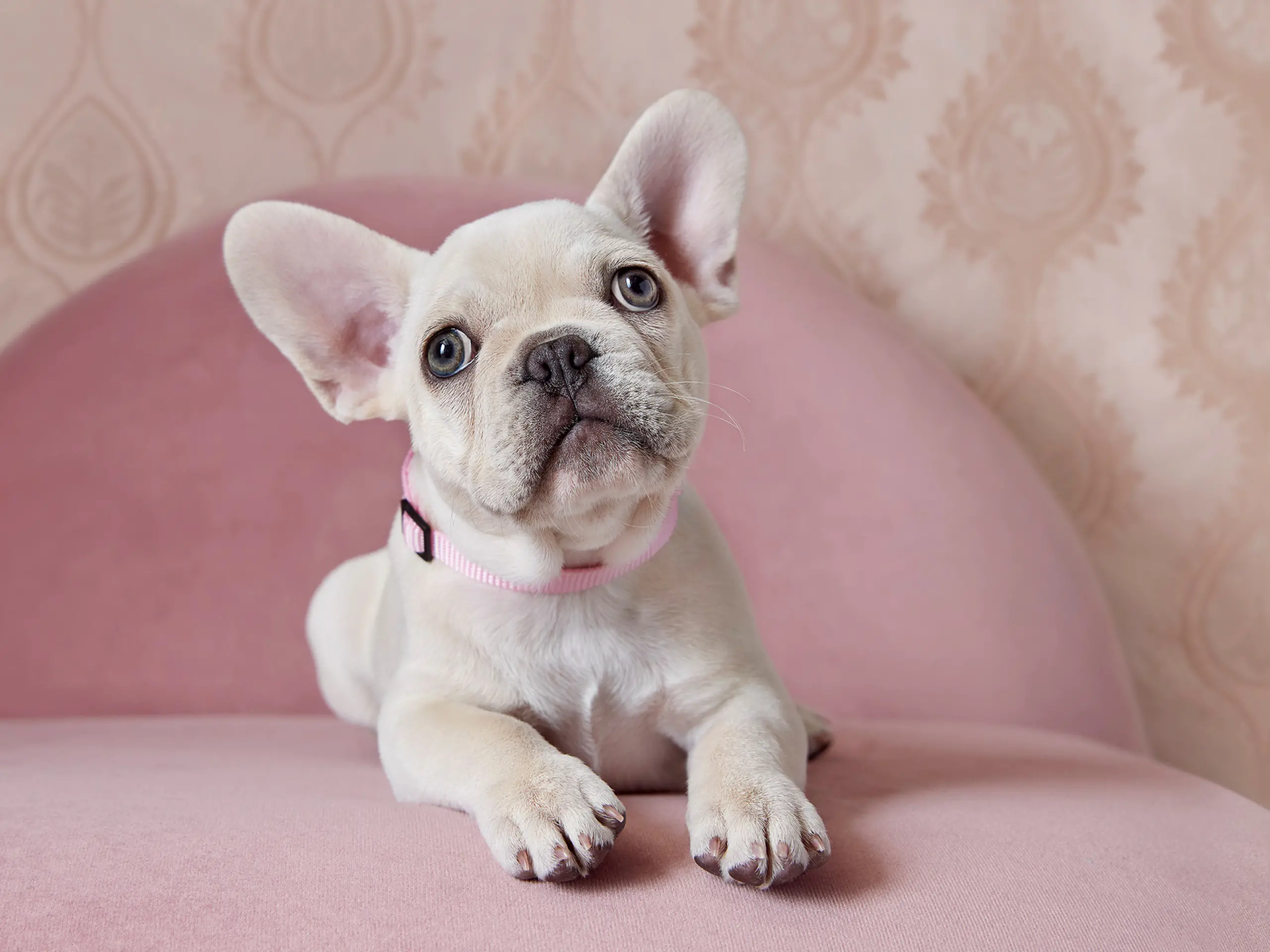 A curious French Bulldog puppy laying on a pink couch.