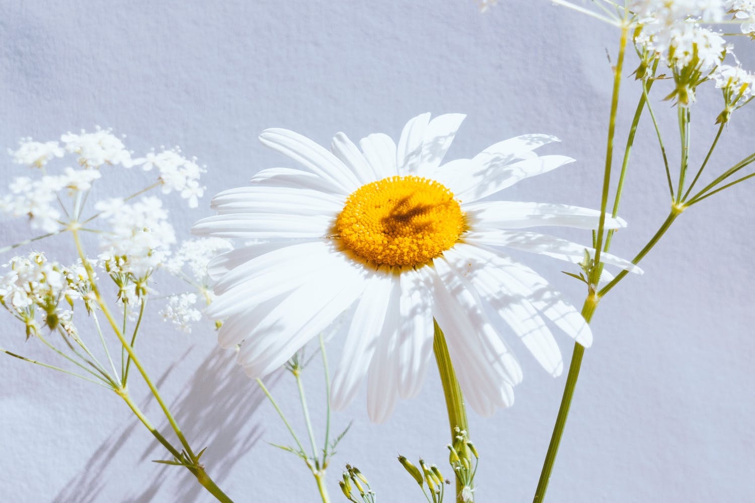 Using Local Bee Pollen and Honey for Allergy Relief Curex Curex