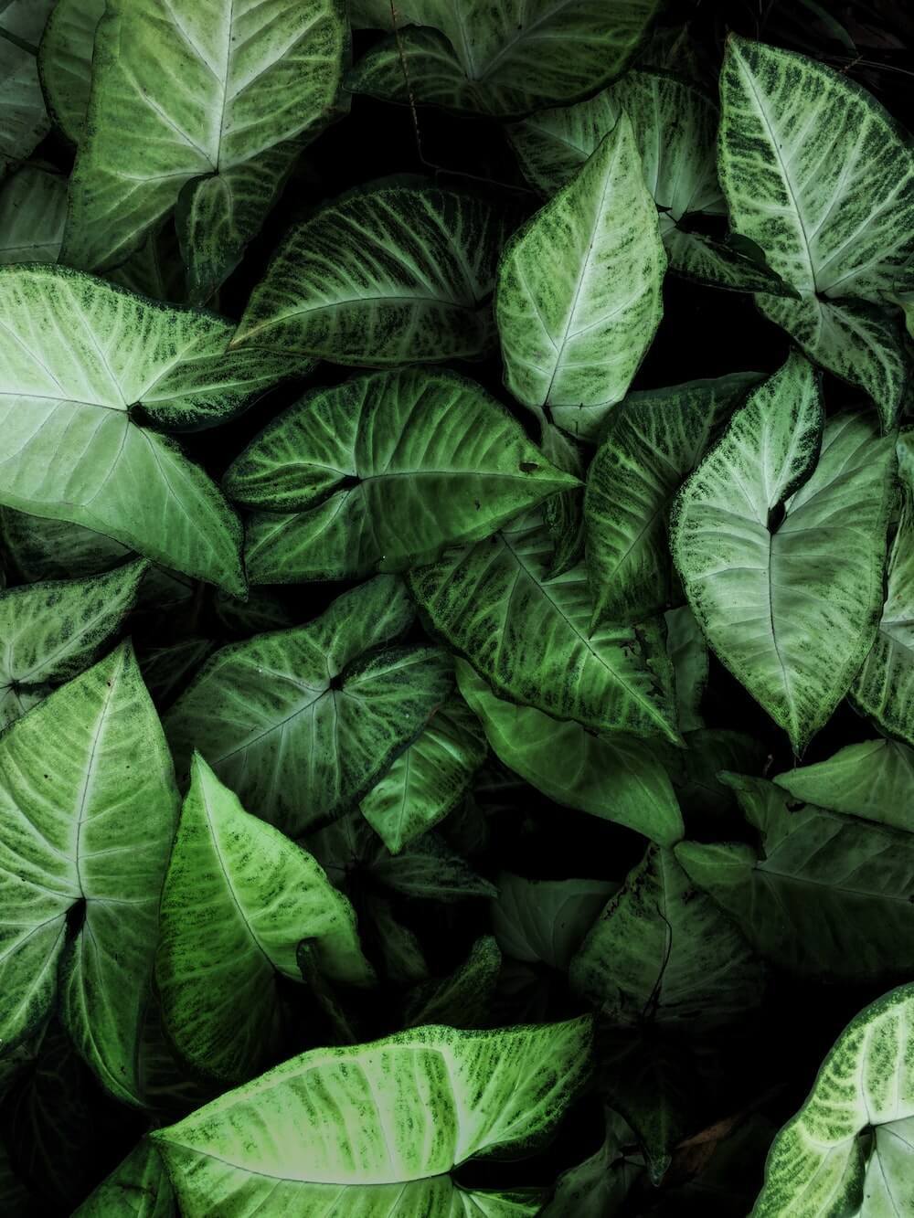 Green leafs