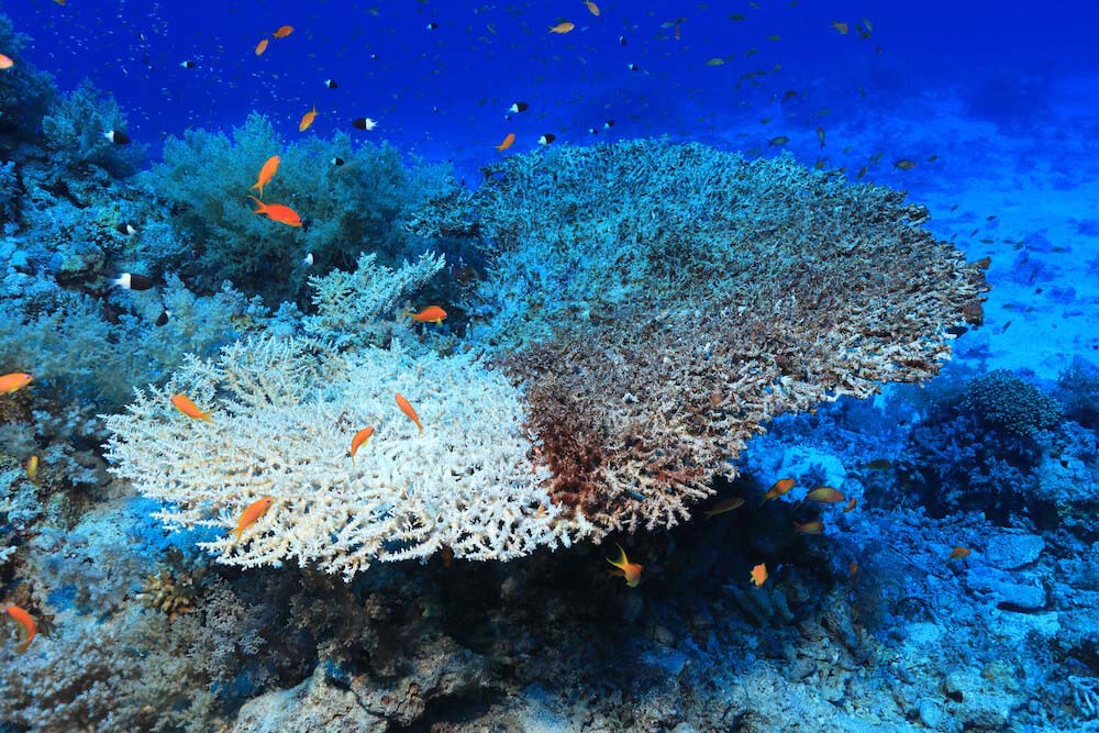 Ocean picture