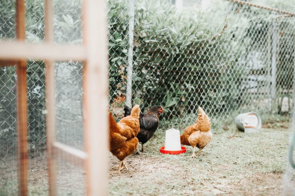Backyard chickens