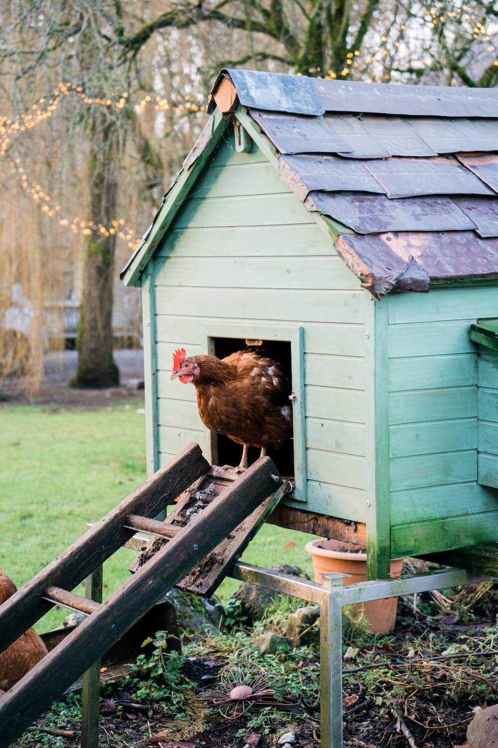 Backyard chickens
