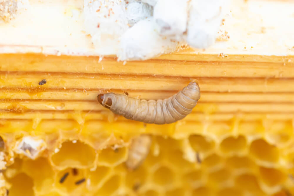 worm