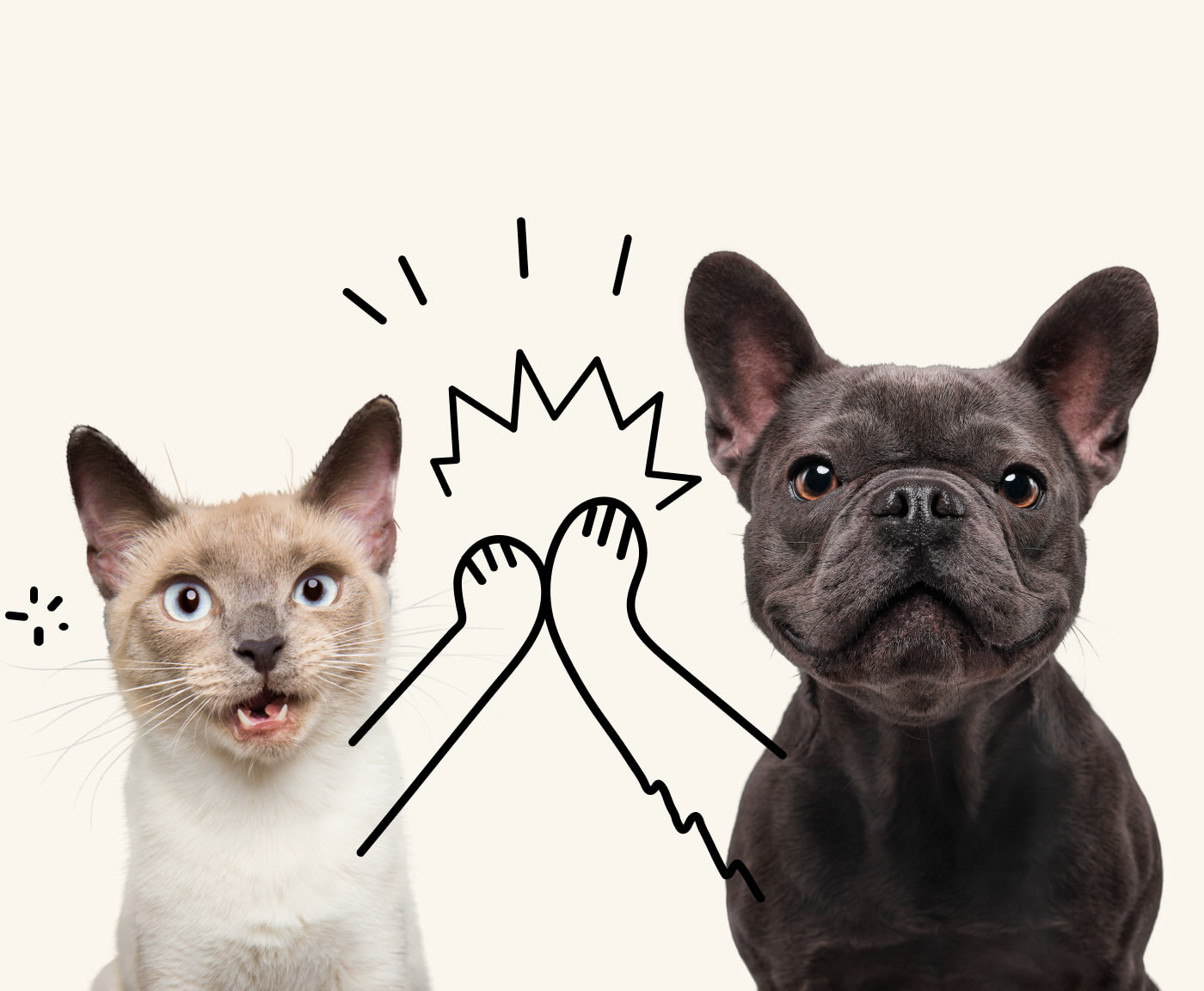 A surprised cat and smiling french bulldog high-five