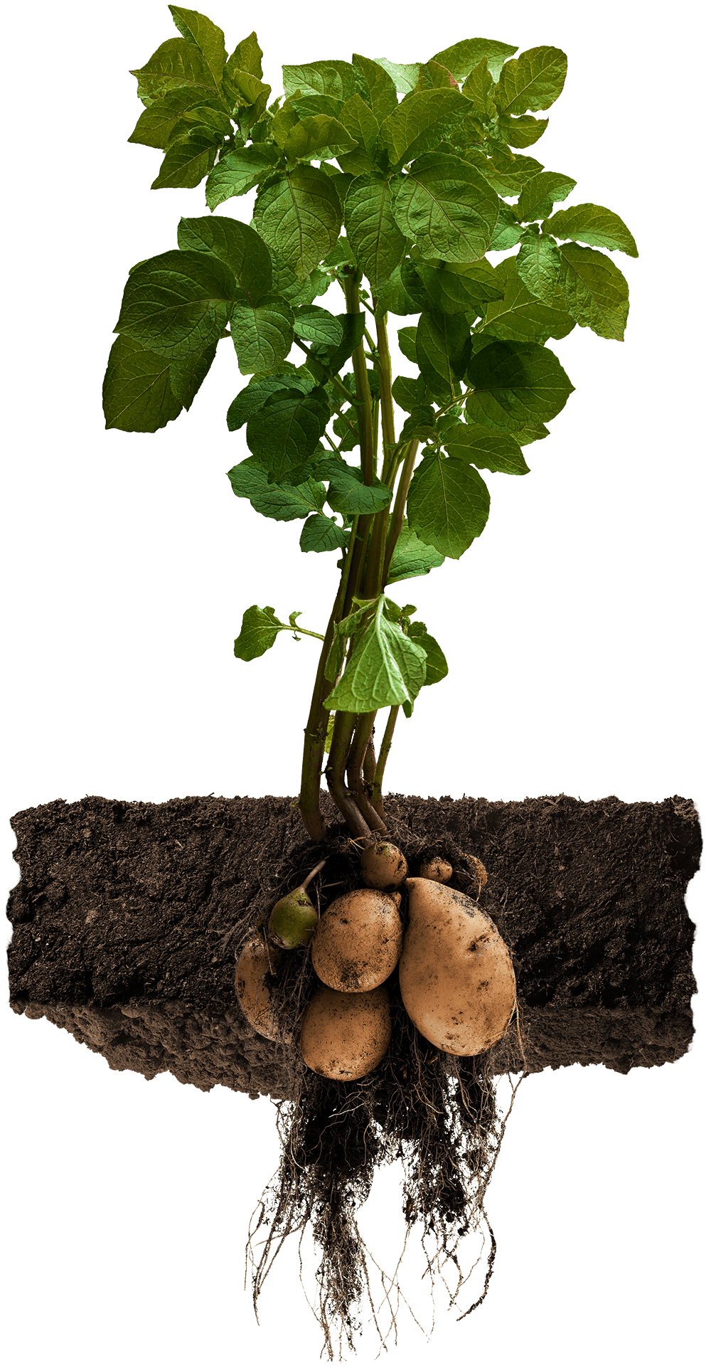 The Story Behind It All Uncle Ray's Way