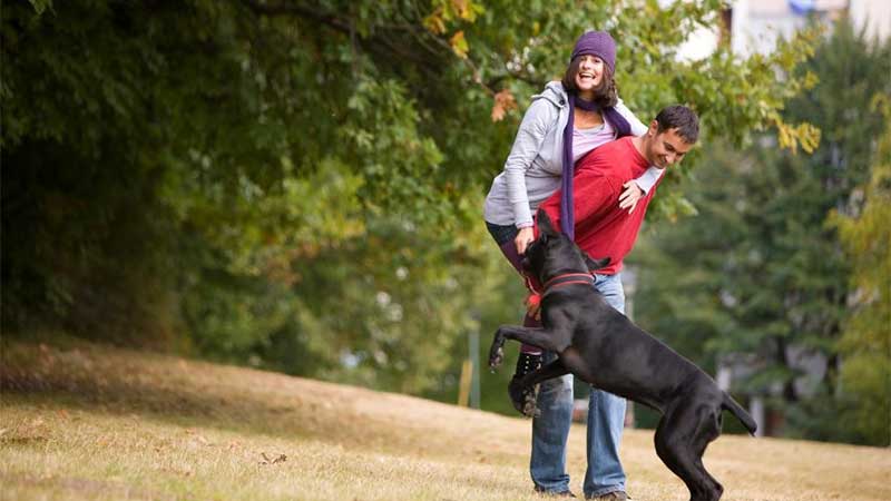 Creating pet-friendly amenities for homeowners and residents