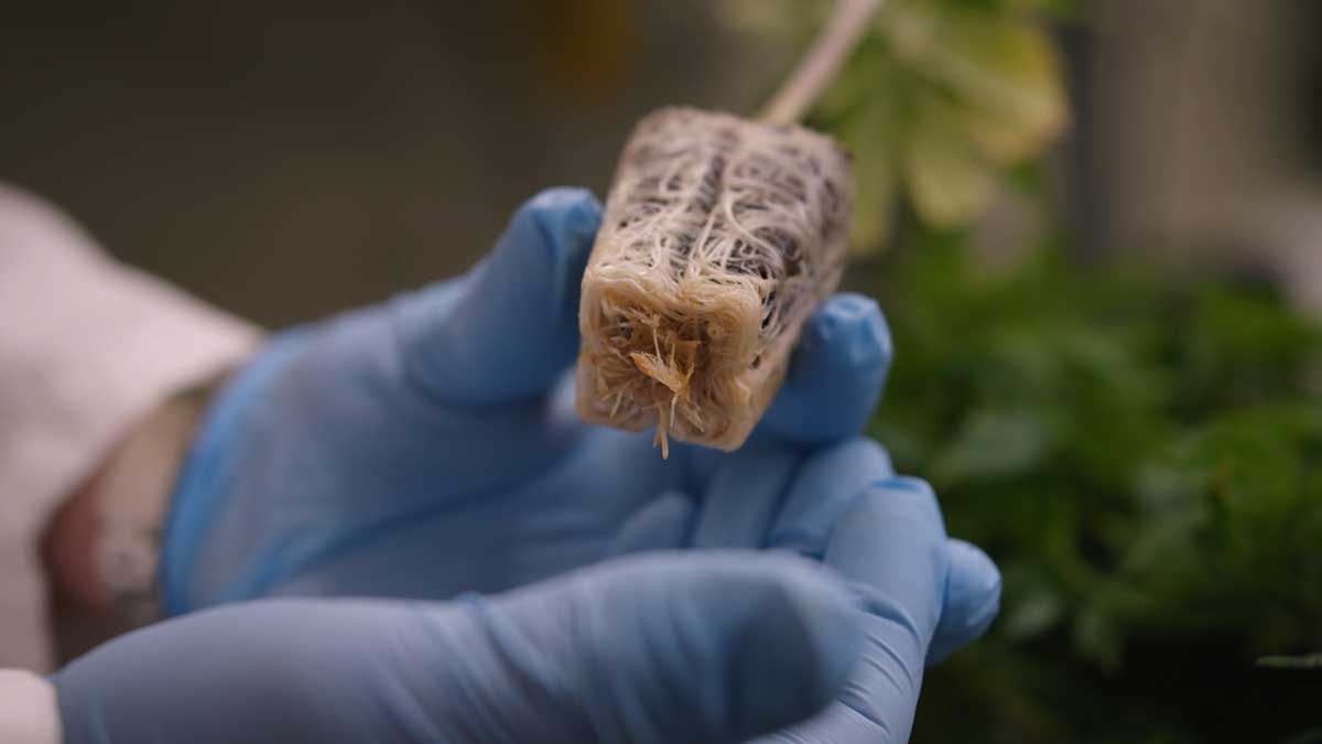Breeding Cannabis