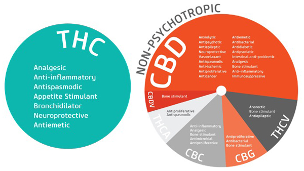 THC and CBD