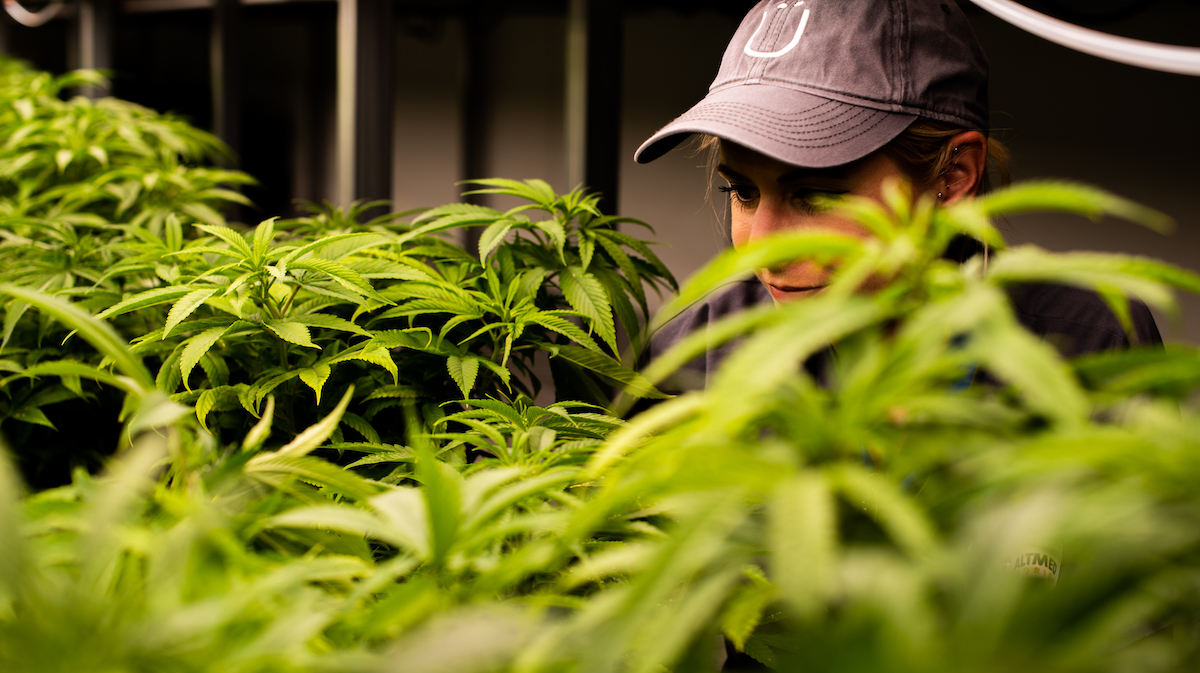 Women in Marijuana Cultivation