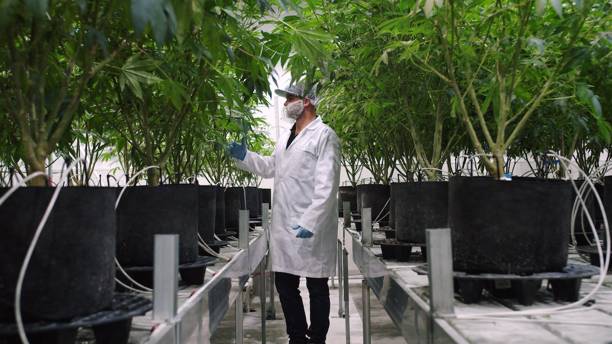 Marijuana Mother Plants