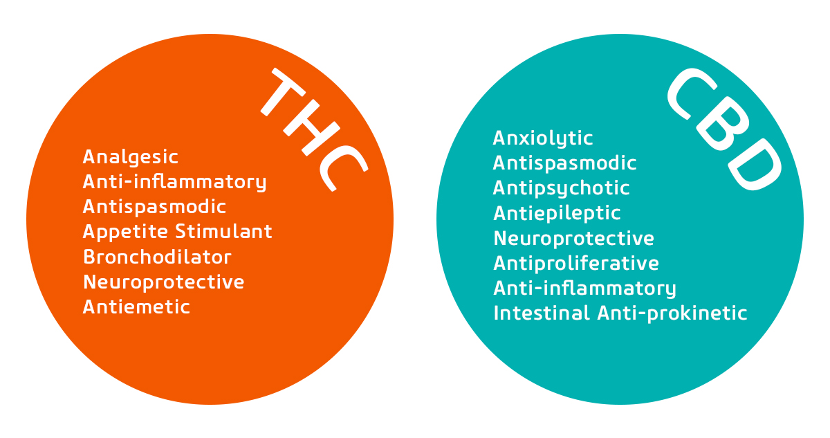THC or CBD for Pain