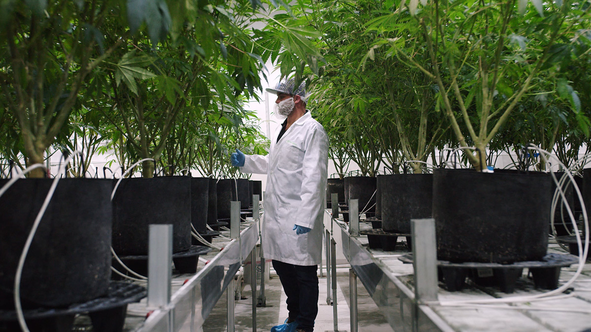 Learning More About Cannabis and The Entourage Effect