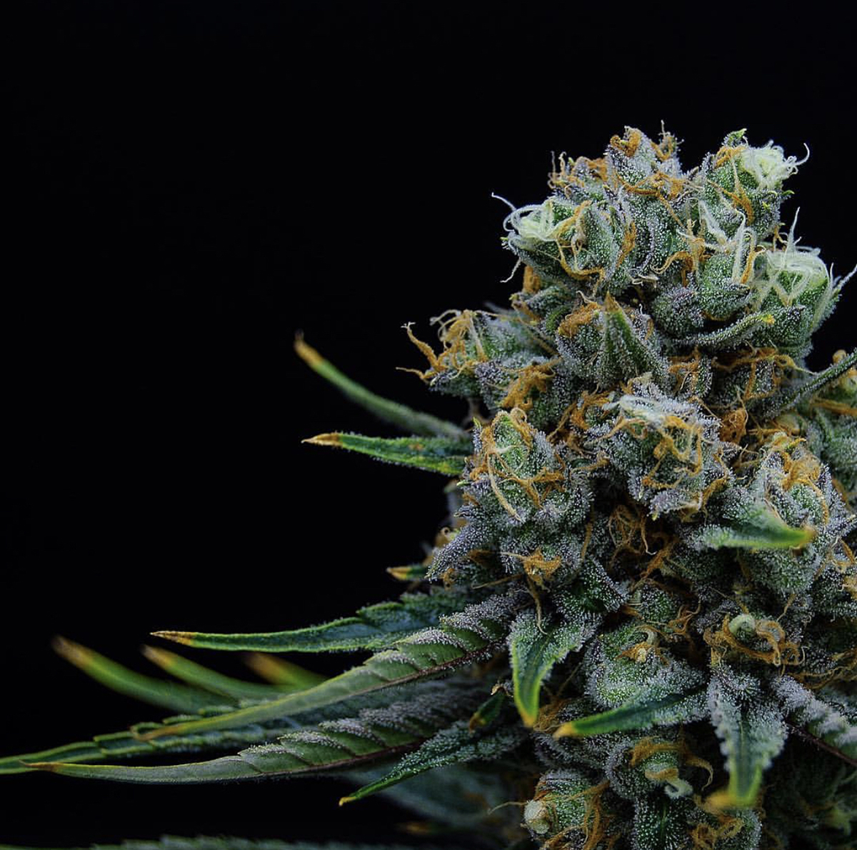 What Are Terpenes?