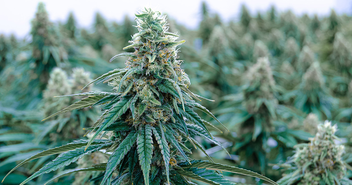AltMed Affiliate Begins Medical Cannabis Operations in Arizona
